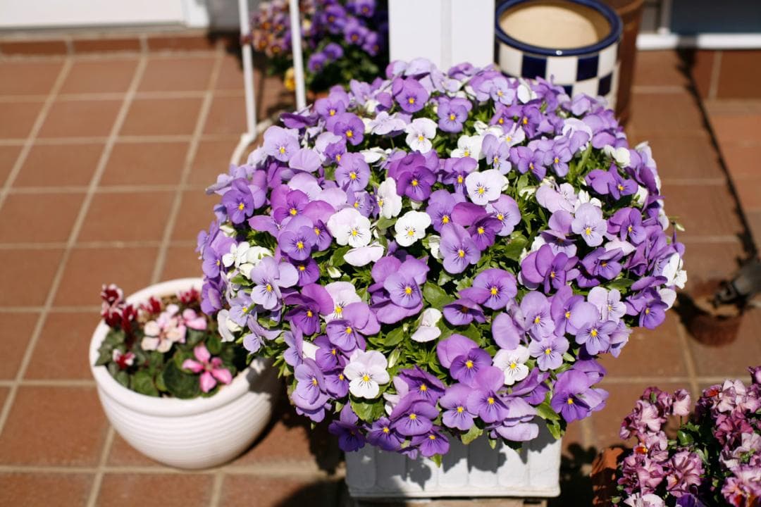 フィルムカメラ Super-Multi-Coated TAKUMAR f1.4 /50 L76