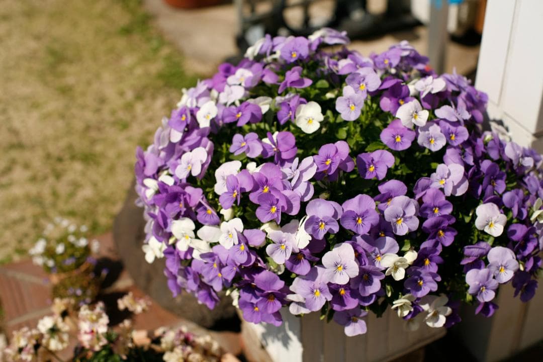 フィルムカメラ Super-Multi-Coated TAKUMAR f1.4 /50 L76