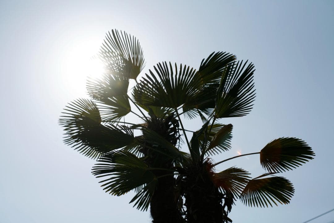 フィルムカメラ Super-Multi-Coated TAKUMAR f1.4 /50 L76