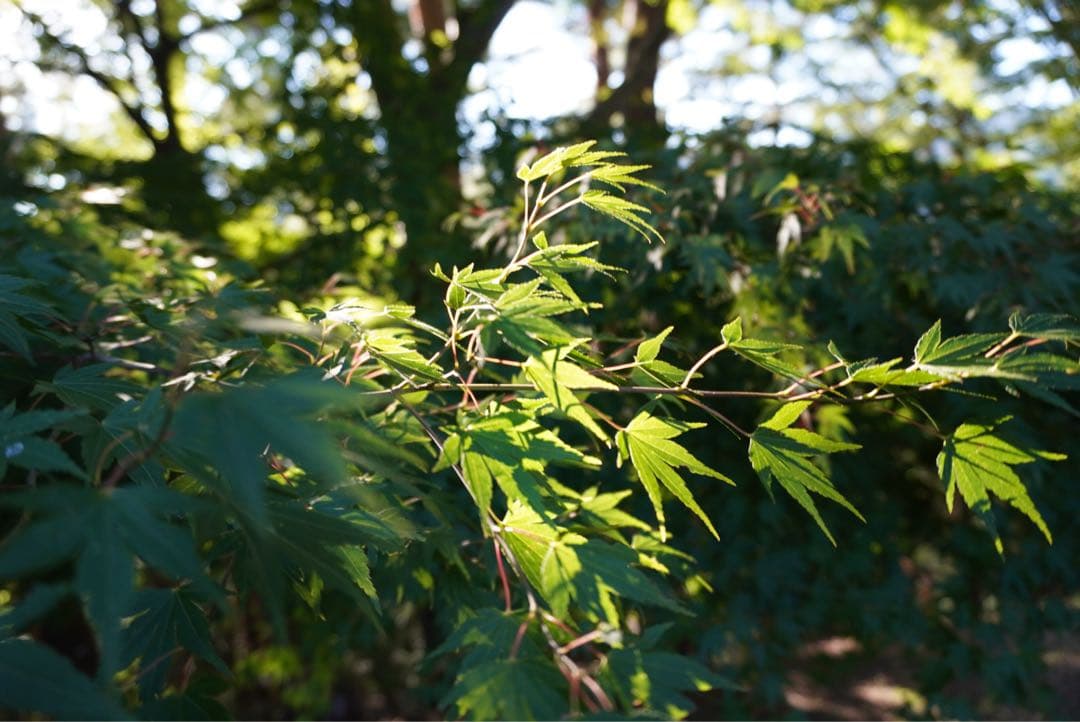 SONY VLOGCAM ZV-E10 (最安値)