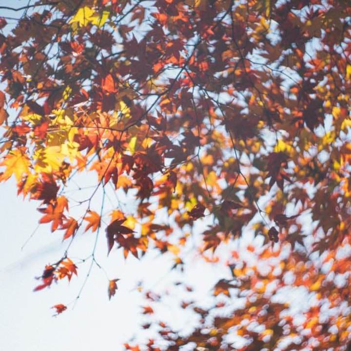 美品！NikonD7200レンズキット おまけに大人気オールドレンズ付けます