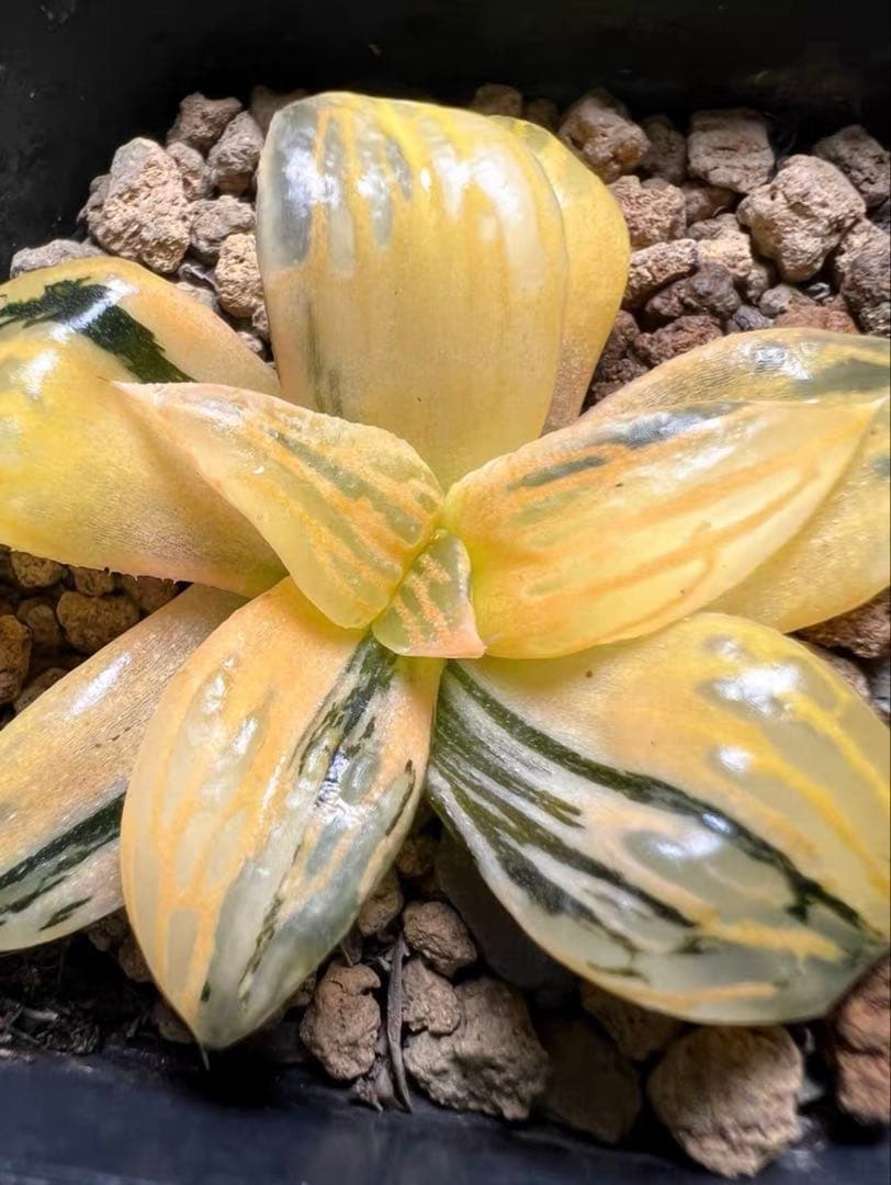 じ*む様 多肉植物　ハオルチア　雷影寿錦　コレクタ錦　鮮明錦　希少種