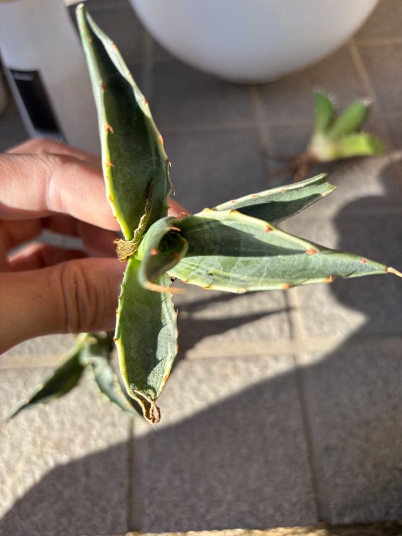 アガベ モンタナ錦 ティファニー 子株2個セット