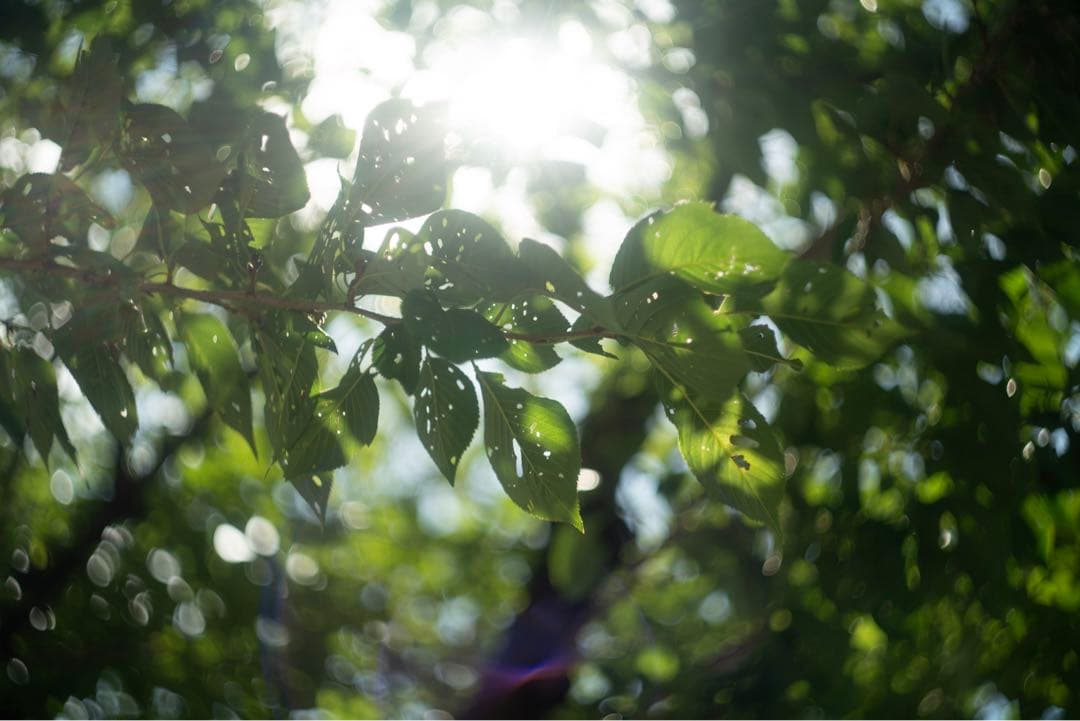 分解清掃済 Helios-44M 58mm f2 ぐるぐるボケ 008