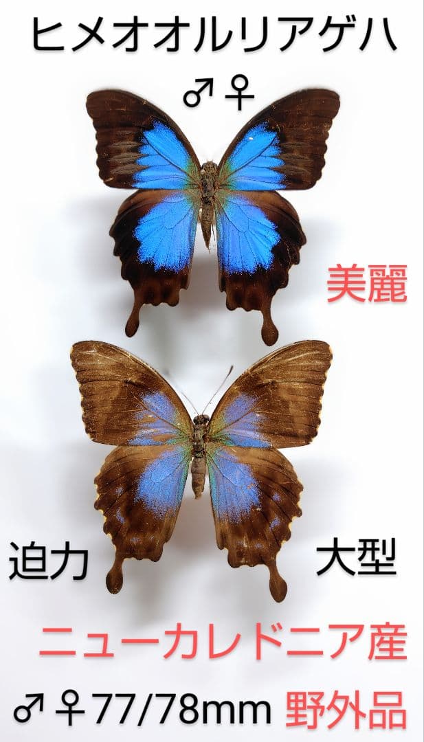 ヒメオオルリアゲハ ♂♀標本 77/78mm ★ニューカレドニア産★野外大型標本
