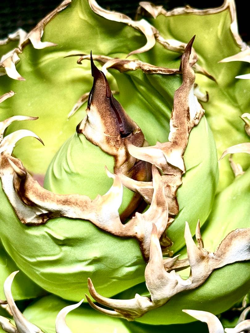 アガベ　チタノタ　シーザー大株