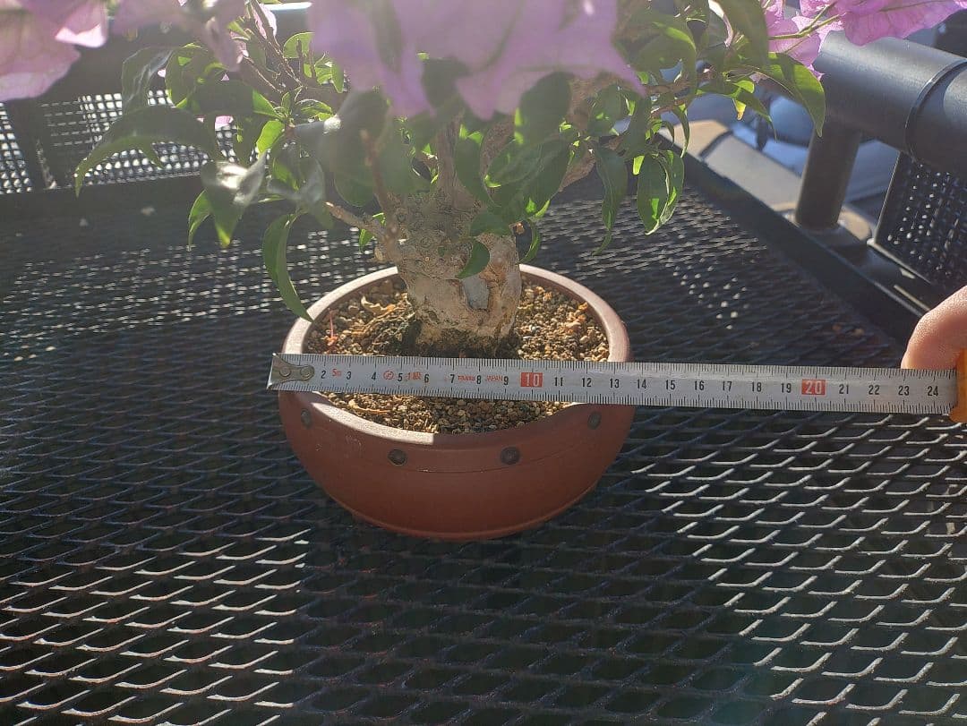 専用 沖縄産 ブーゲンビリア盆栽 メルカリ便