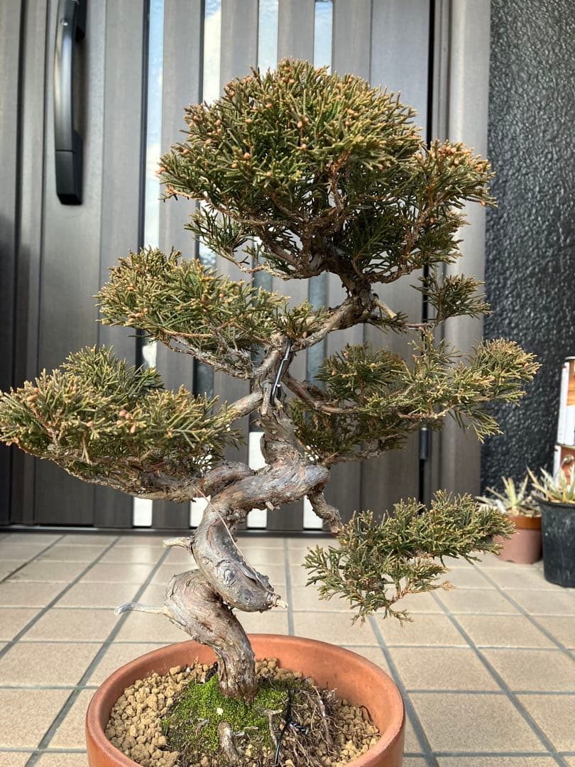 ◉真柏糸魚川　模様木　極上品　大特価！早いもの勝ち