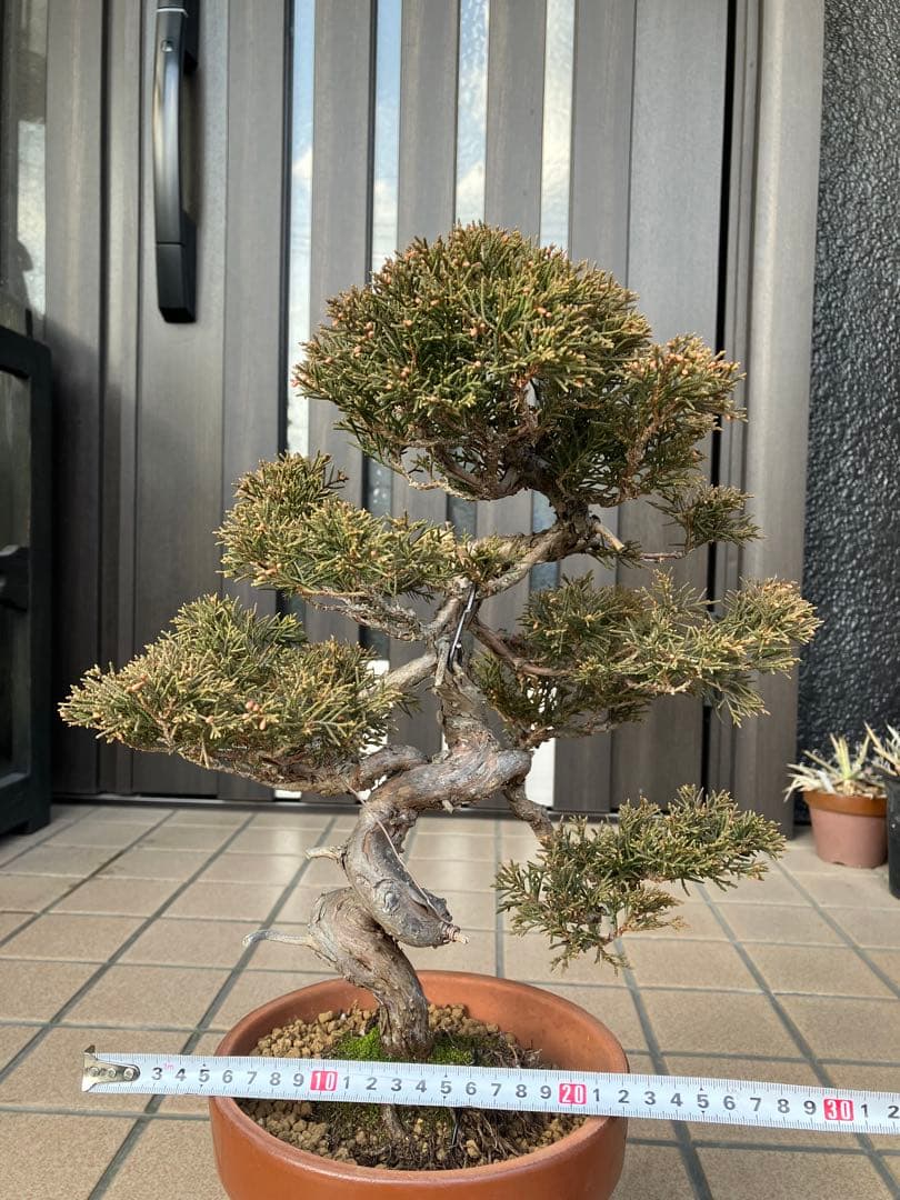 ◉真柏糸魚川　模様木　極上品　大特価！早いもの勝ち