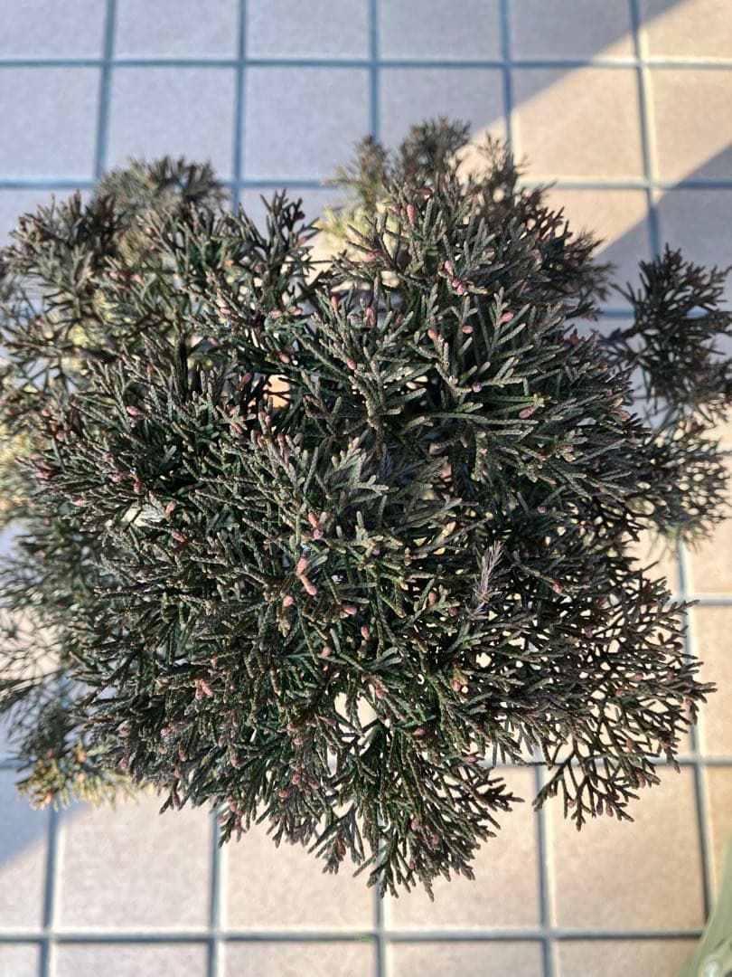 ◉真柏糸魚川　模様木　極上品　大特価！早いもの勝ち