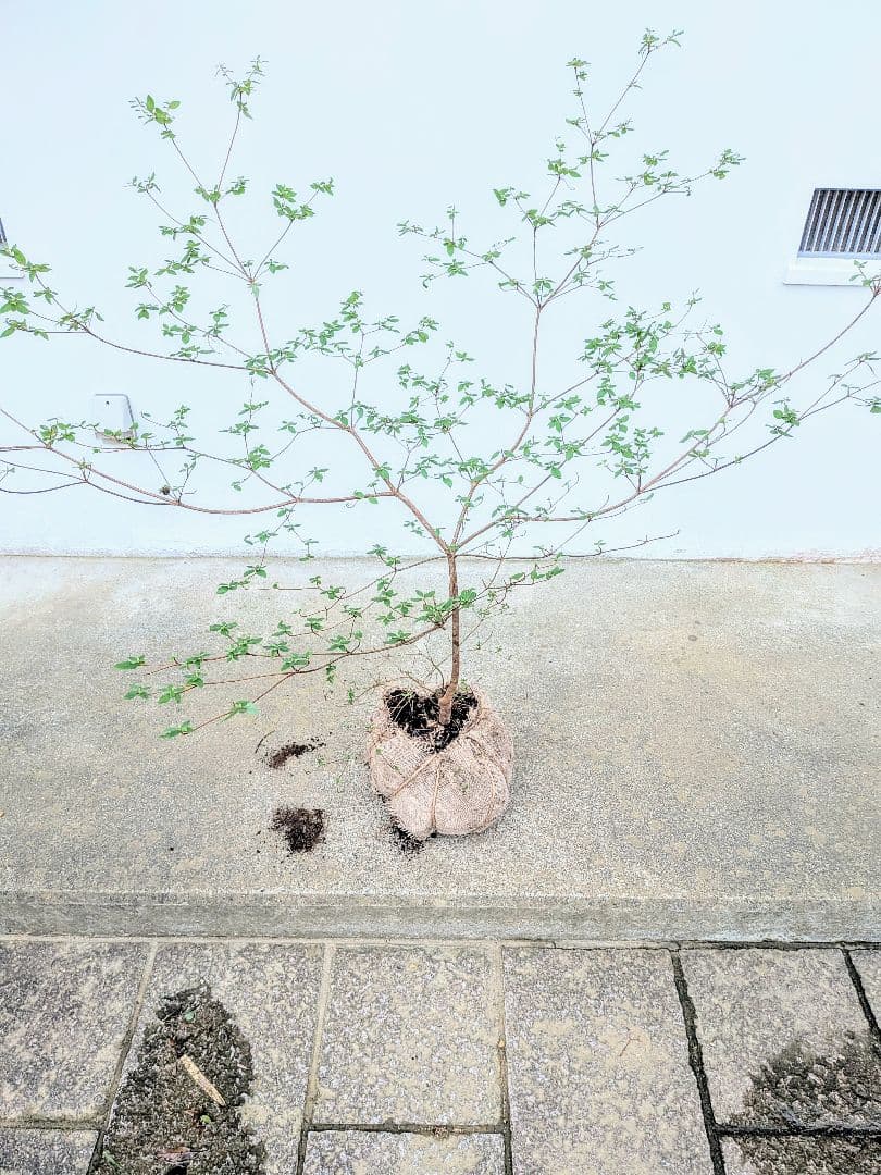 祝の盃形。。山採りヤマツツジ。