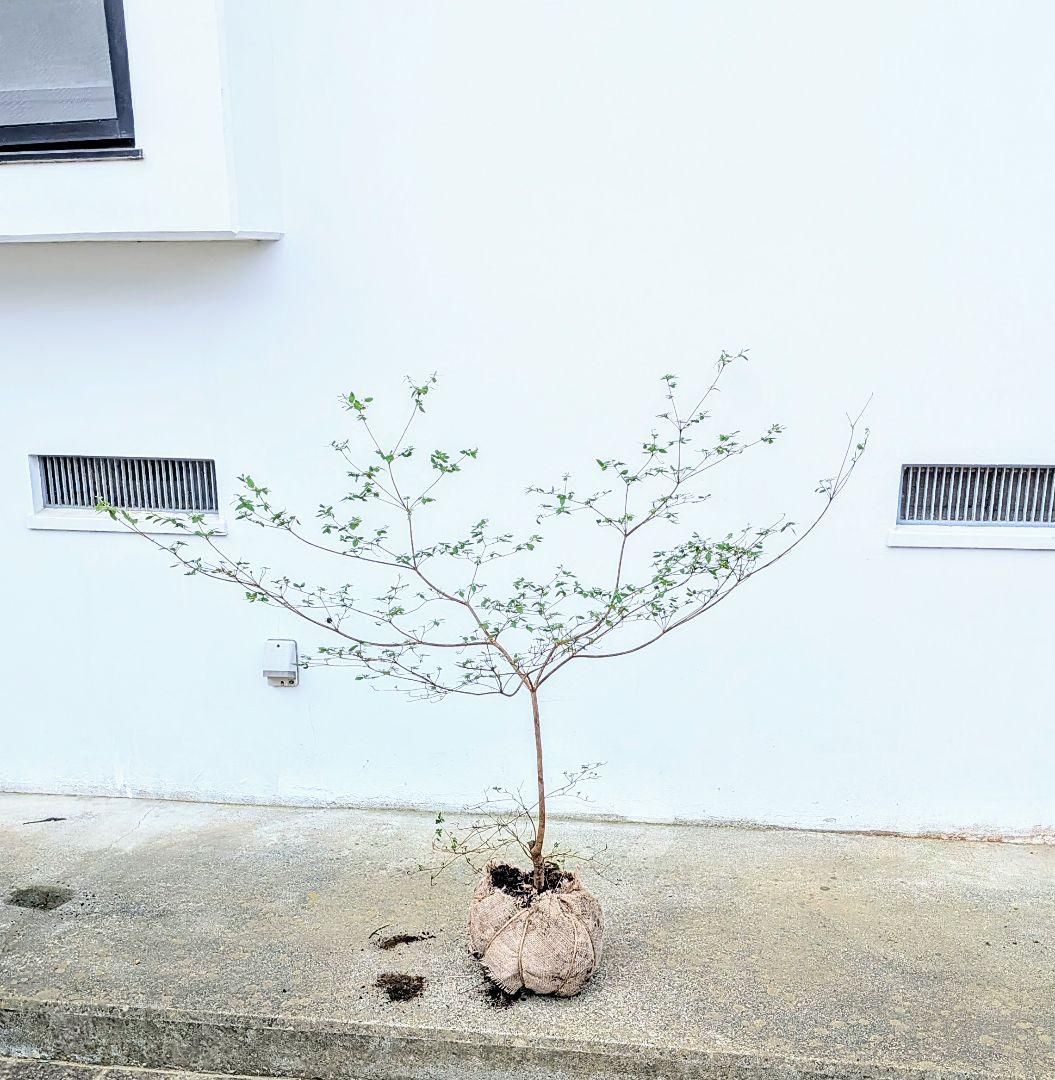 祝の盃形。。山採りヤマツツジ。