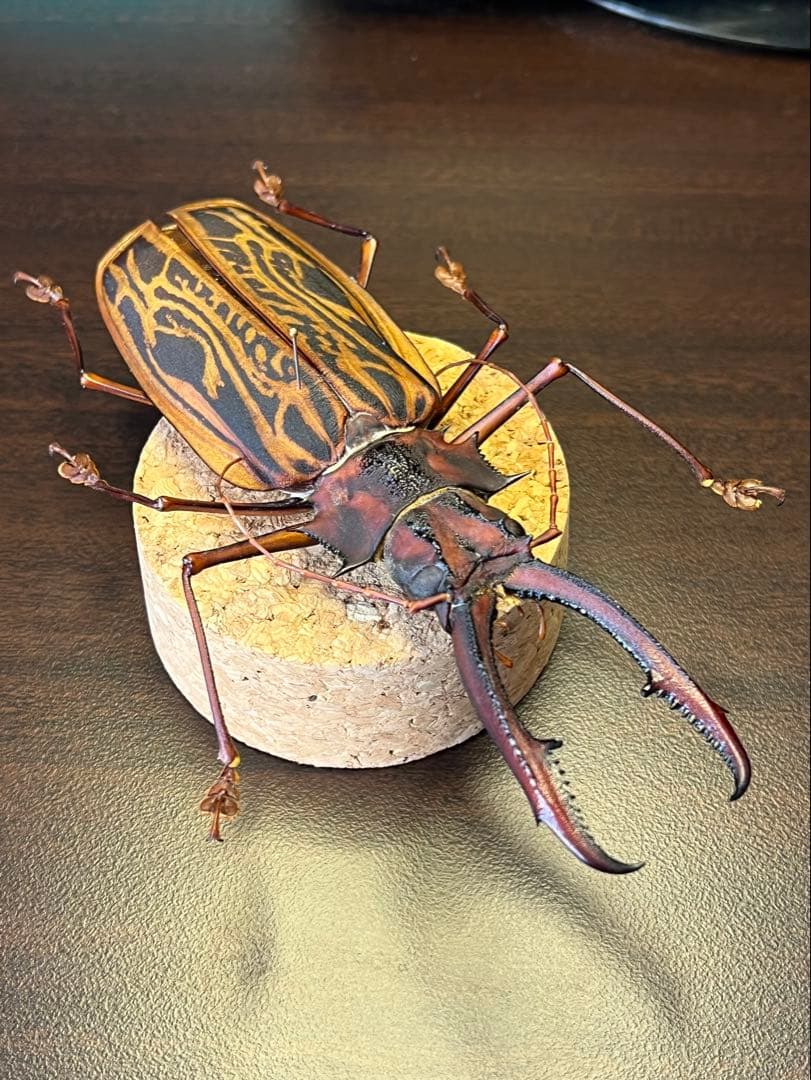 M*S様 特大 オオキバウスバカミキリ 標本 157ミリ 難アリ