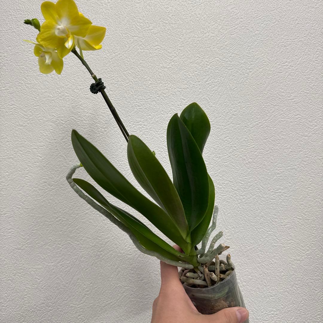 洋ラン洋蘭胡蝶蘭交配種コチョウラン Phal.Rea レア