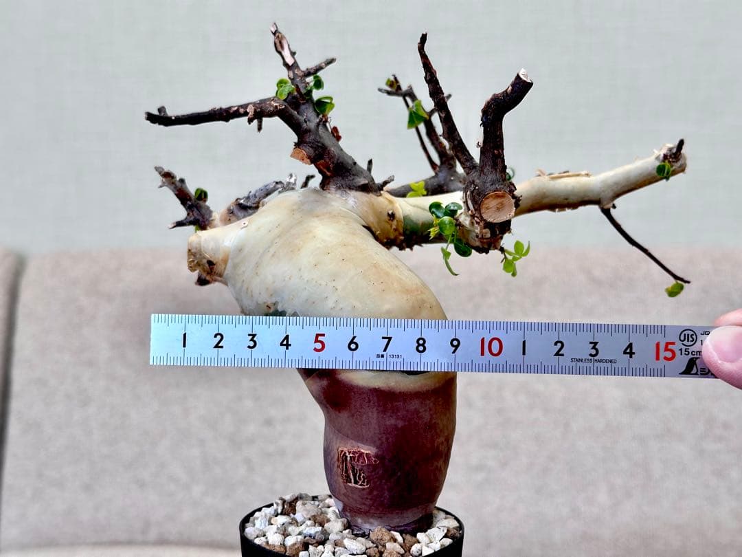 コミフォラ ピュアカタフ ソマリア産 コレクション 曲線美