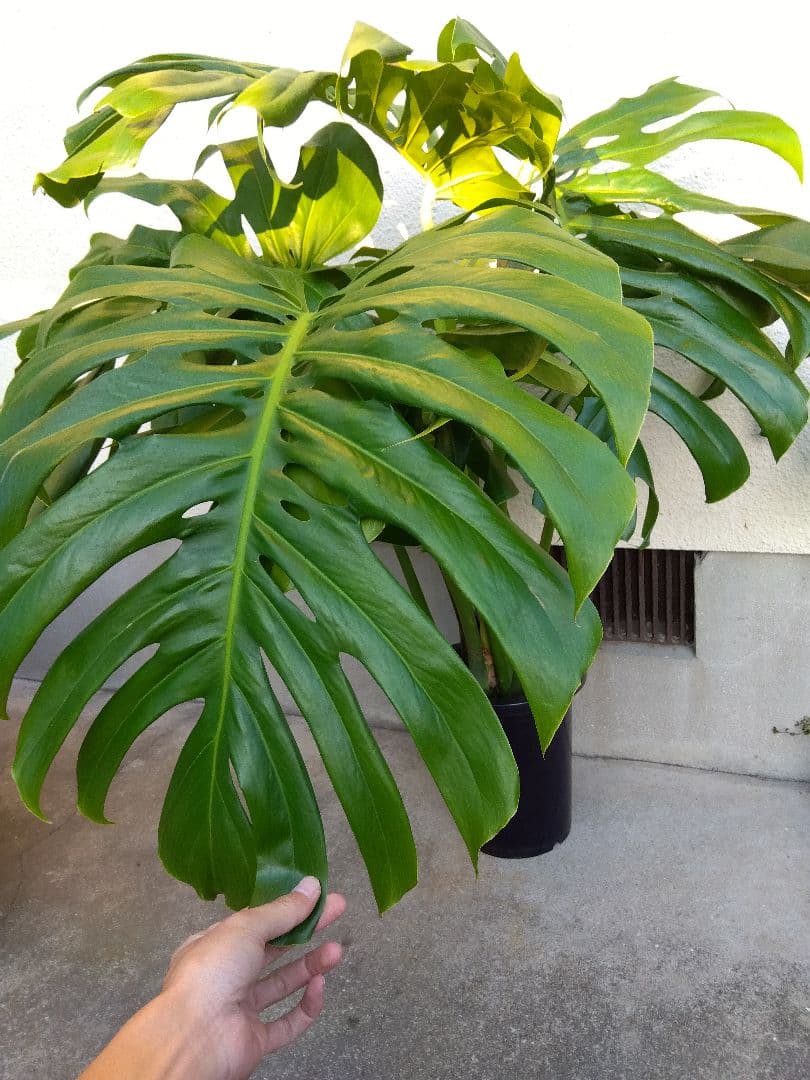 モンステラ　デリシオーサ　8号鉢つき　深穴開き❗2株植え❗　①