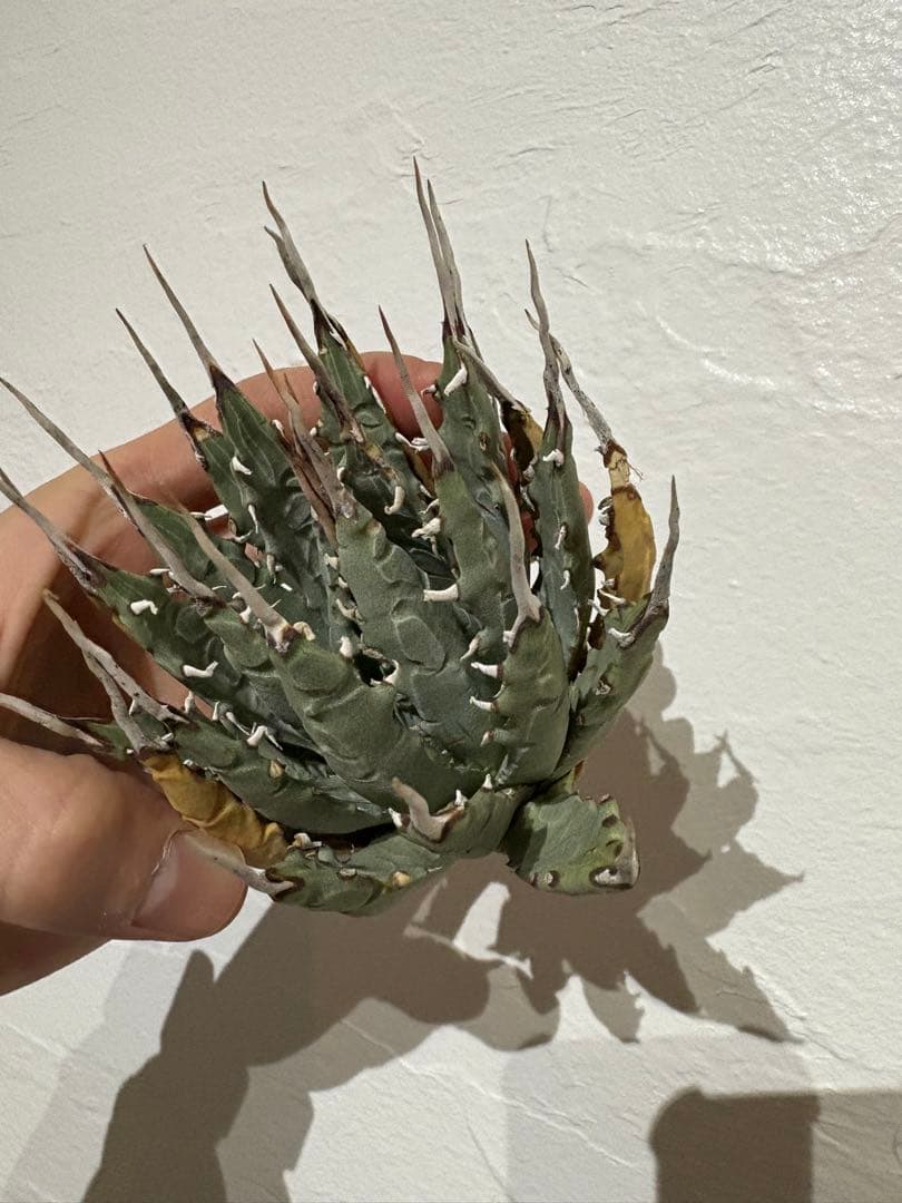 Y*f様 アガベ　ユタエンシス　エボリスピナ