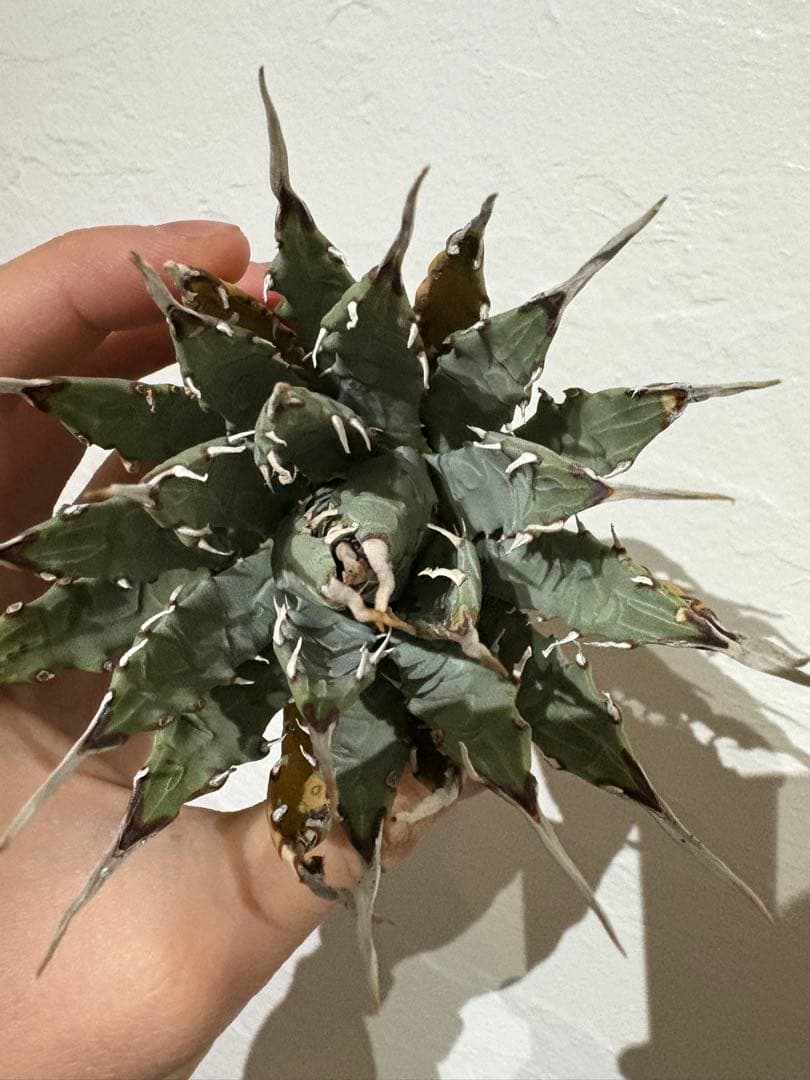 Y*f様 アガベ　ユタエンシス　エボリスピナ