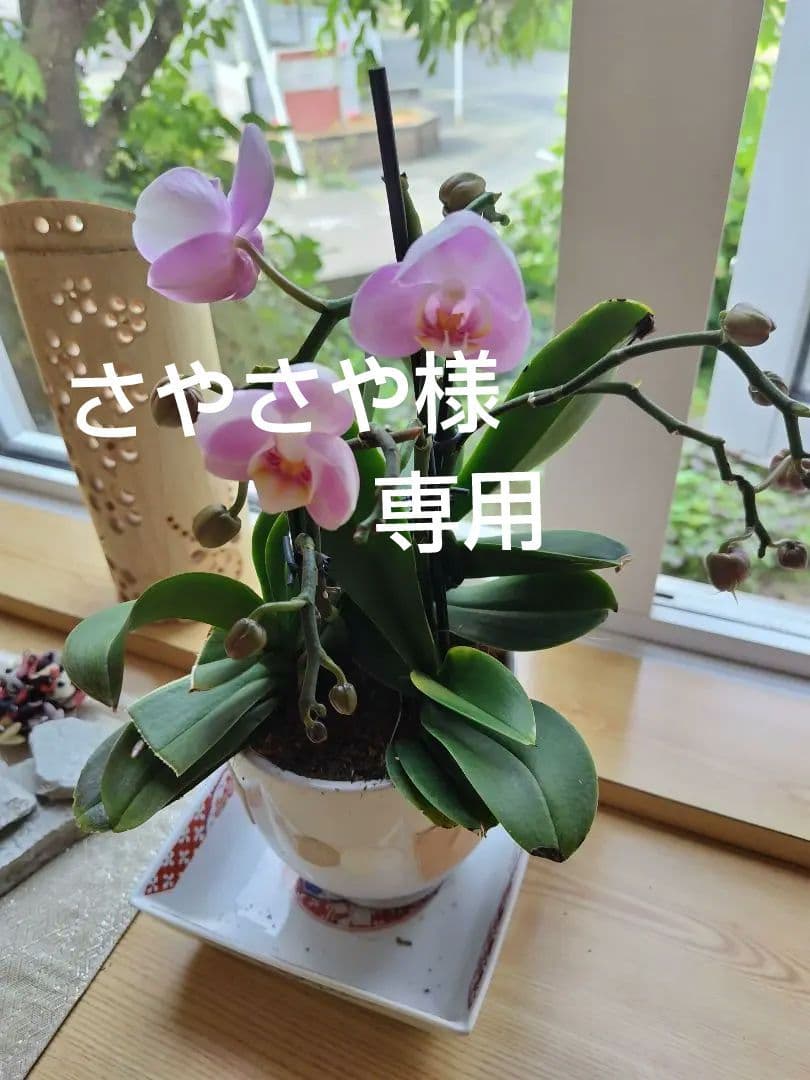 さやさや シャルレサニタリーショーツ　Ｌ 。LL　＆ デイリ‐ショーツ Ｌ