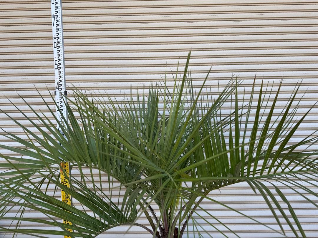 送料込み　ココスヤシ　形状良　幹太　鉢植え　庭木　シンボルツリー