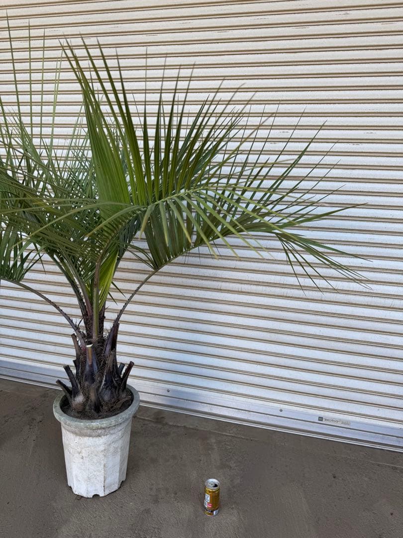 送料込み　ココスヤシ　形状良　幹太　鉢植え　庭木　シンボルツリー