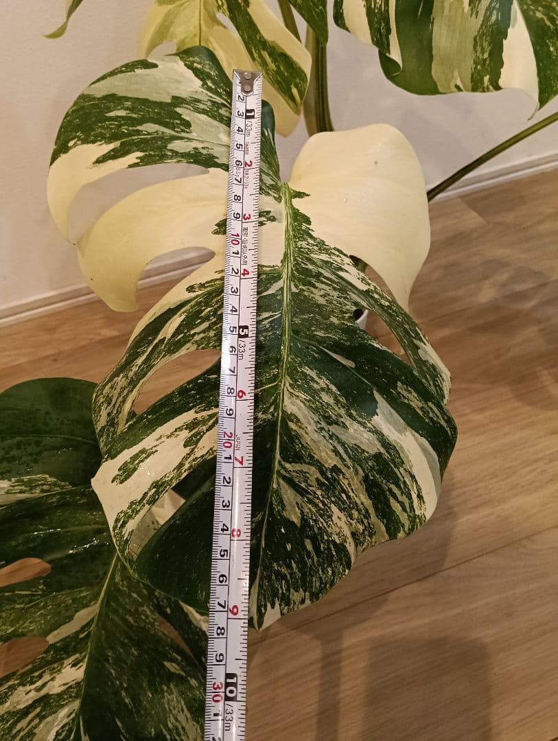 特別な１鉢☆モンステラ・ボルシギアナ・ホワイトタイガー①