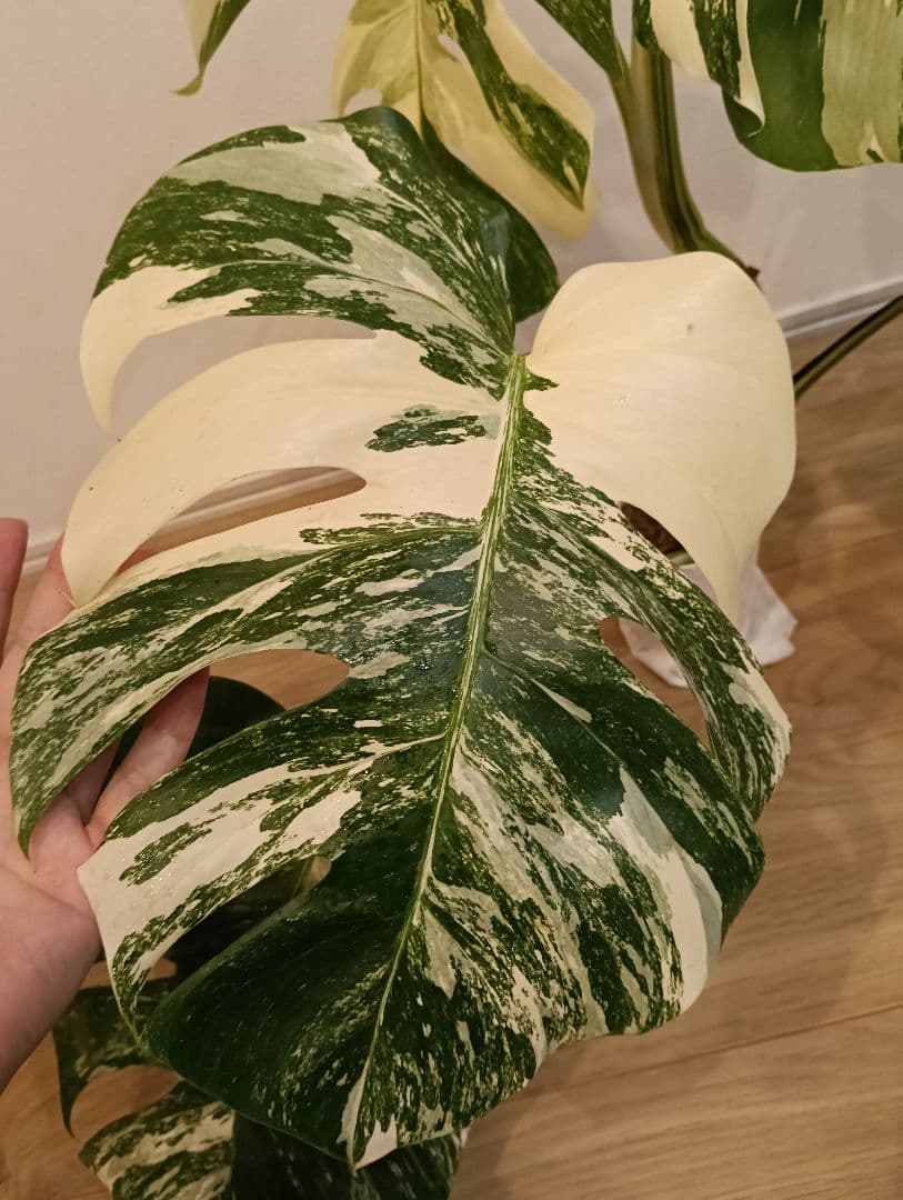 特別な１鉢☆モンステラ・ボルシギアナ・ホワイトタイガー①