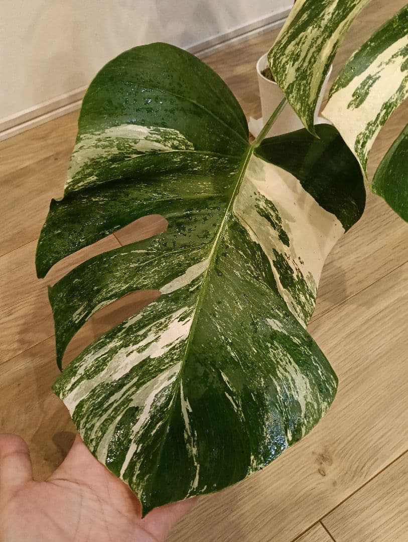 特別な１鉢☆モンステラ・ボルシギアナ・ホワイトタイガー①