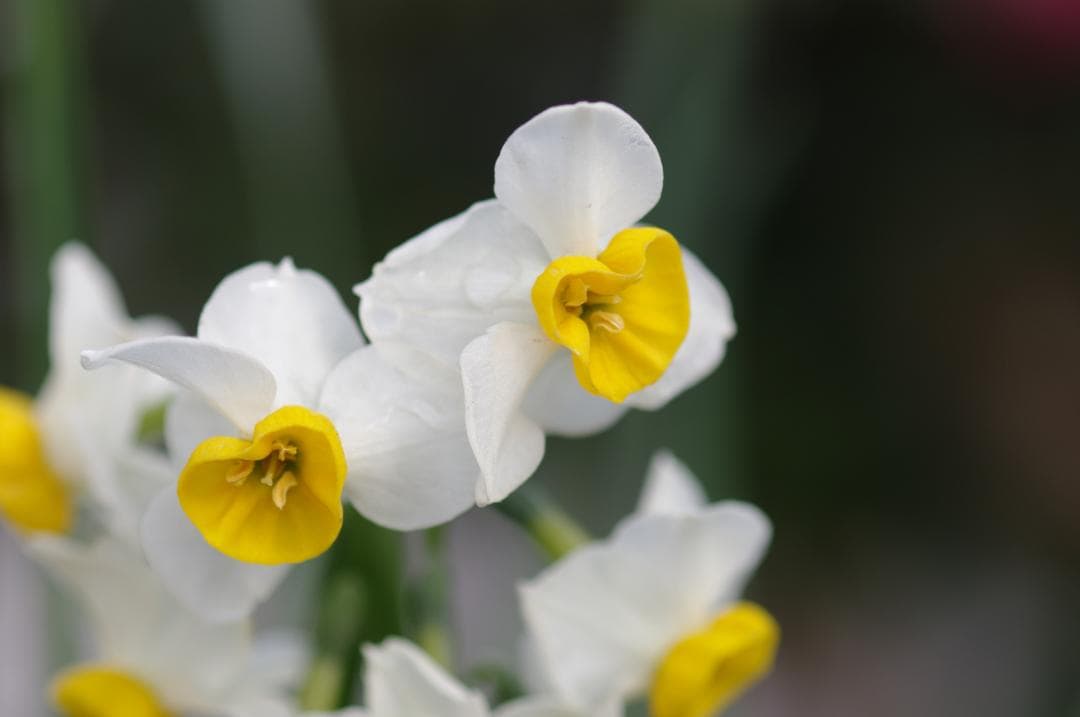 レンズ(単焦点) SMC Pentax-FA 100mm F2.8 Macro #7928