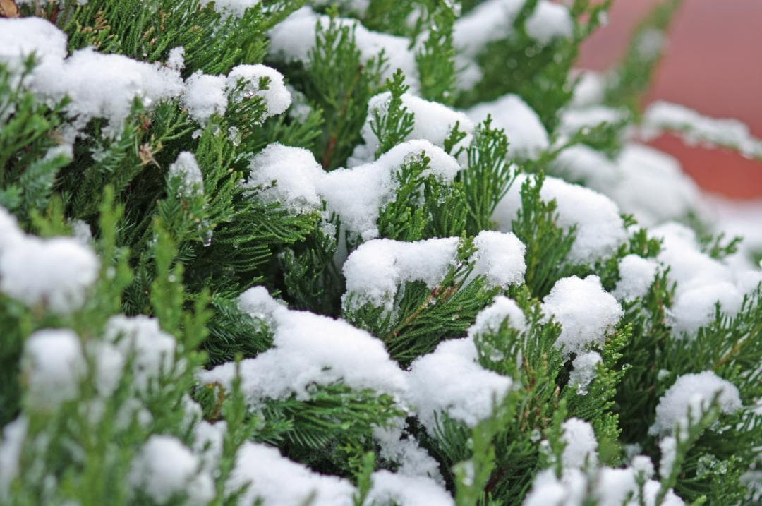 レンズ(単焦点) SMC Pentax-FA 100mm F2.8 Macro #7928