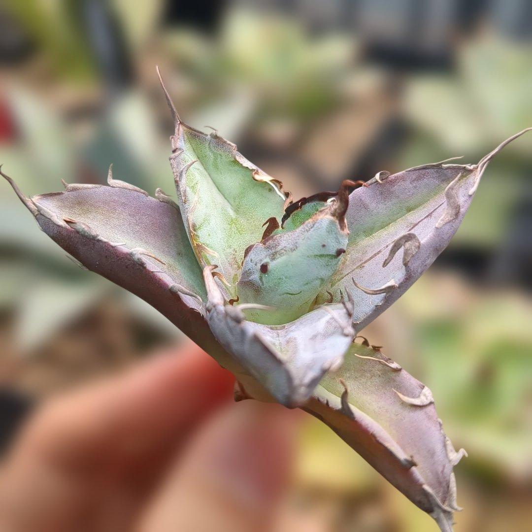 黒鯨＋悪魔bb　速達