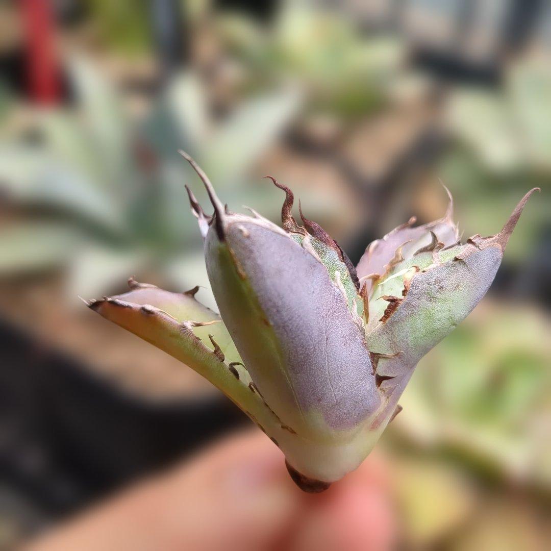 黒鯨＋悪魔bb　速達