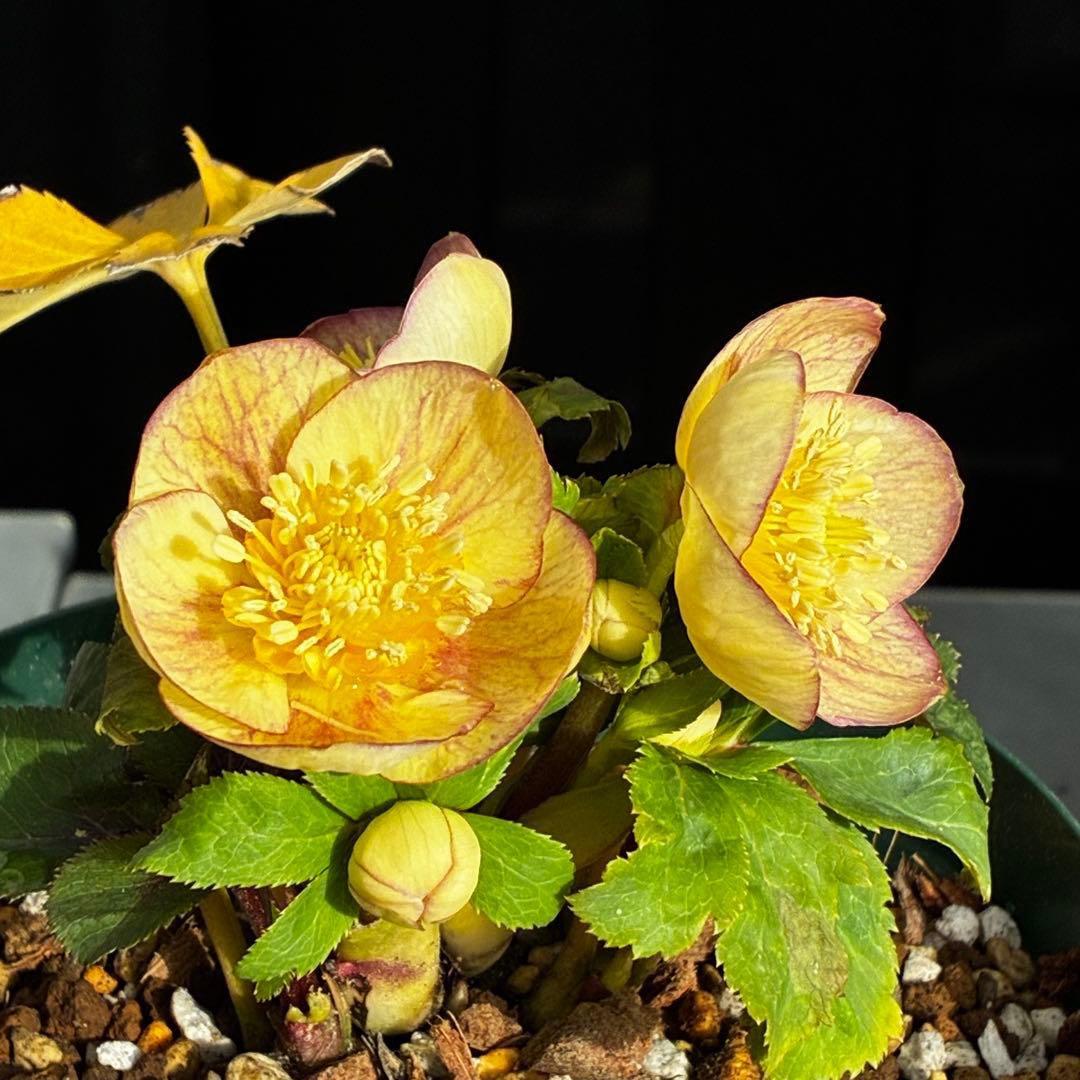 も*読様 546☘️蕾花タグ付☘️極上☘️SD⭐️蜃気楼⭐️小輪⭐️コロコロカッ