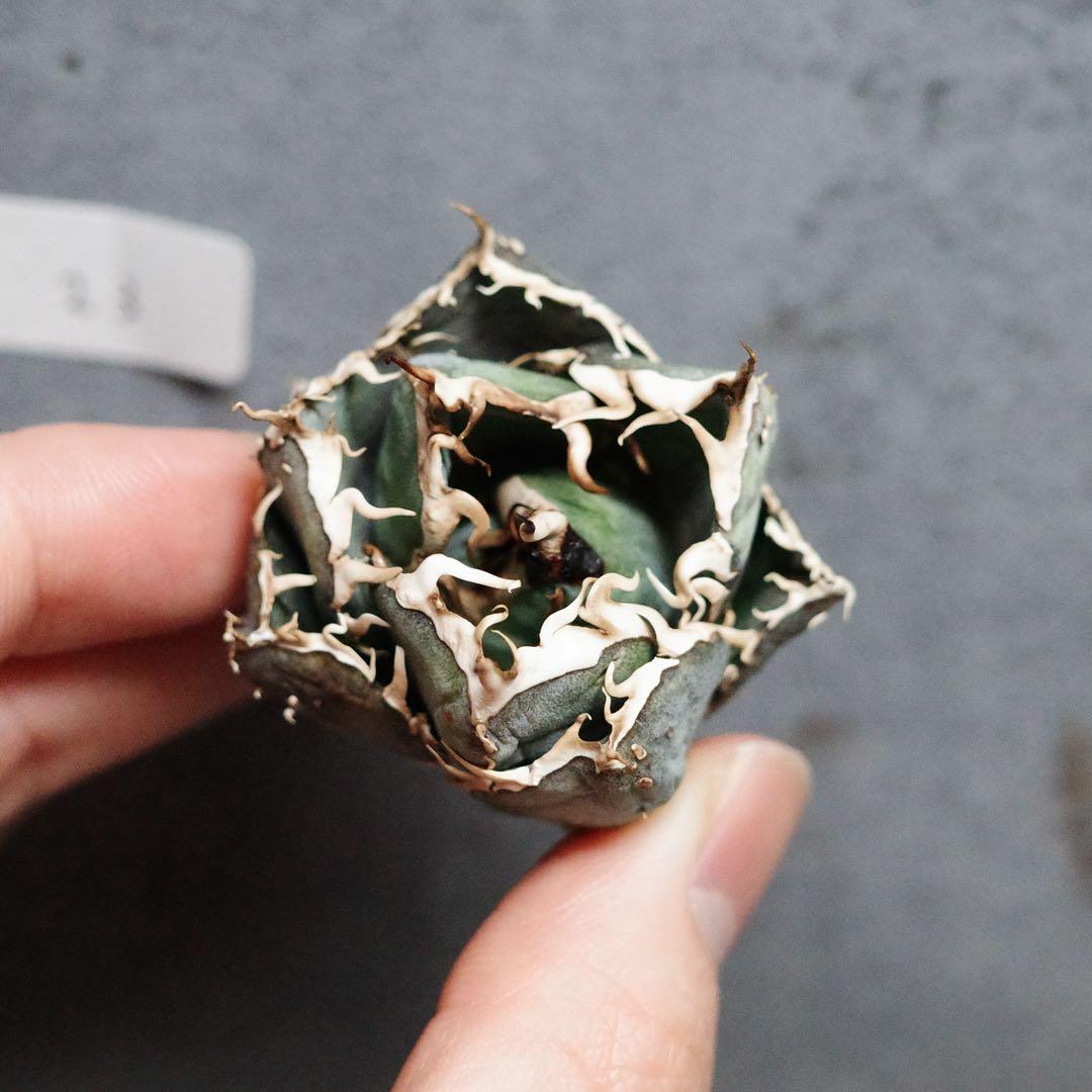 アガベ　チタノタ　オテロイ　背刺白鯨　超コンパクト　青白葉　裏棘　23