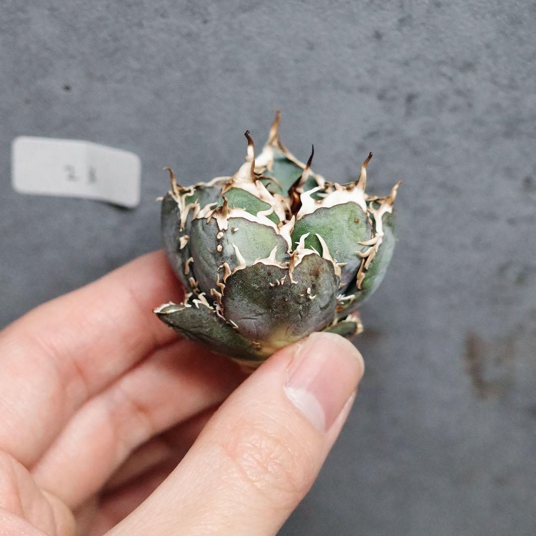 アガベ　チタノタ　オテロイ　背刺白鯨　超コンパクト　青白葉　裏棘　23