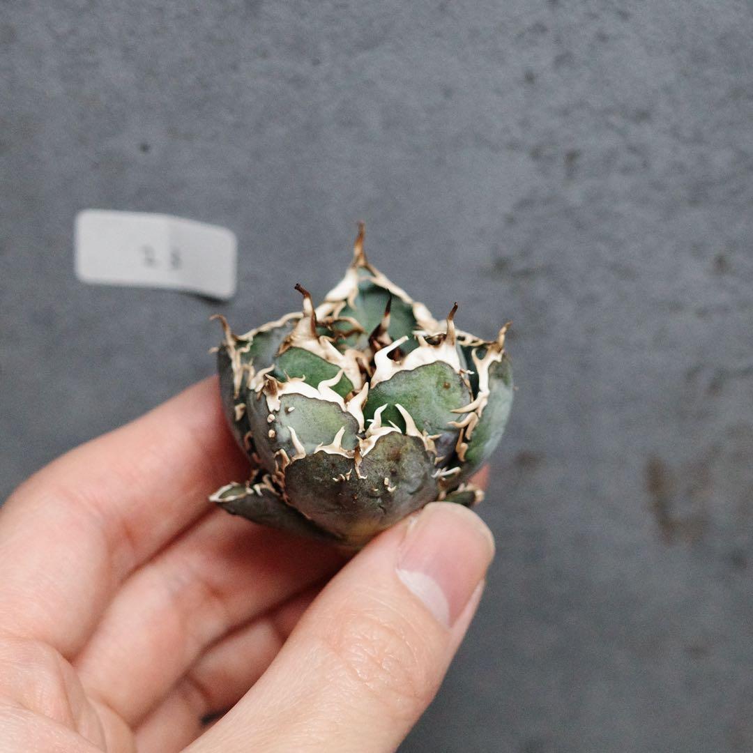 アガベ　チタノタ　オテロイ　背刺白鯨　超コンパクト　青白葉　裏棘　23