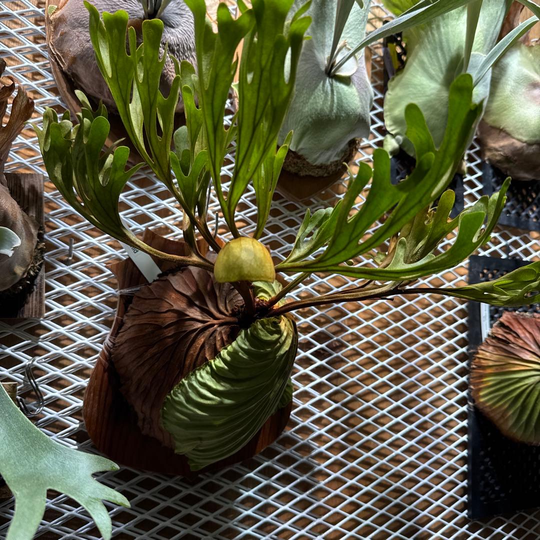 ビカクシダ　リドレイ　ワイルド　大株　三年育成　ウィリンキー　ヒリー　ベイチー