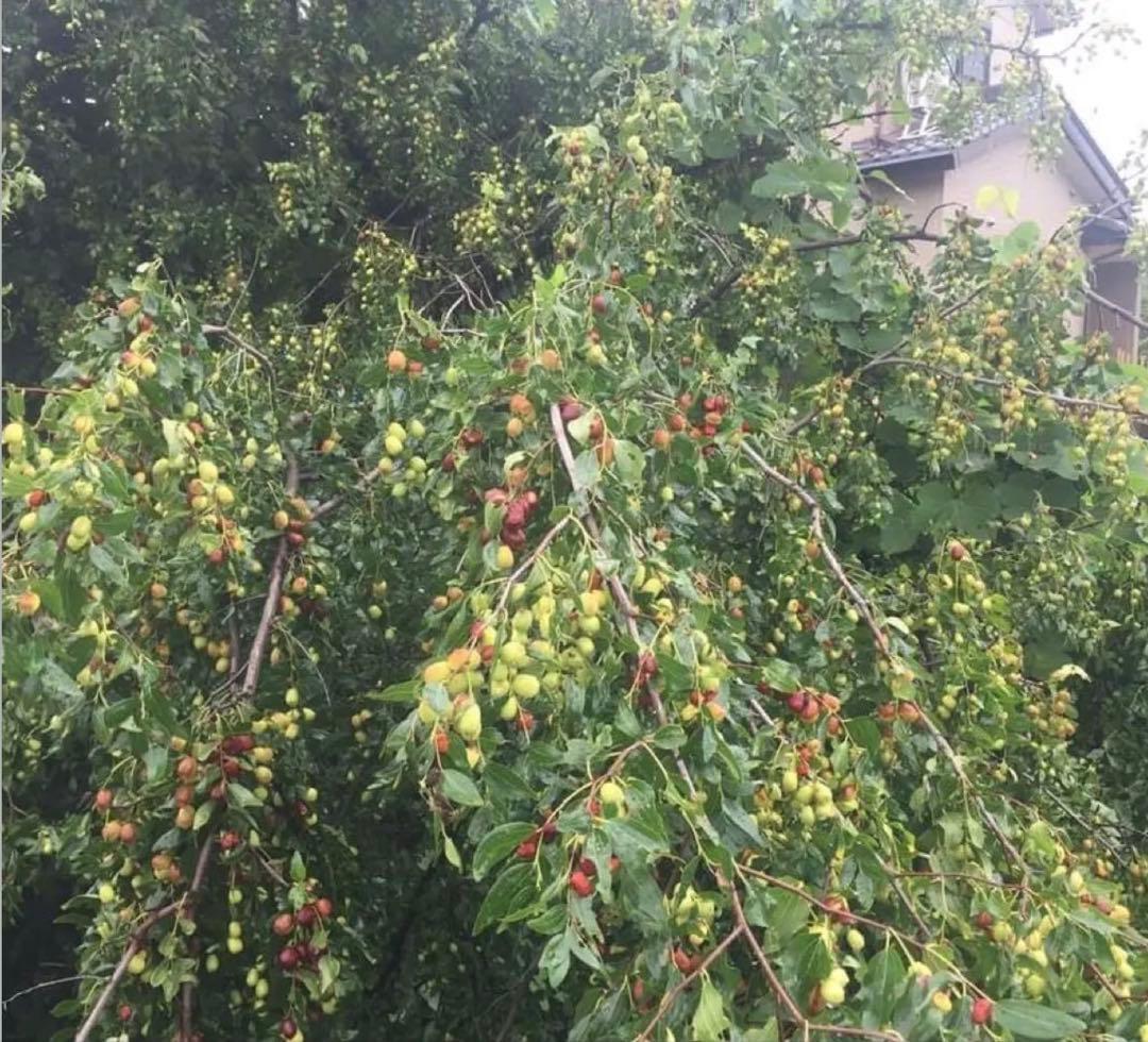 乾燥ナツメ国産種あり10kg