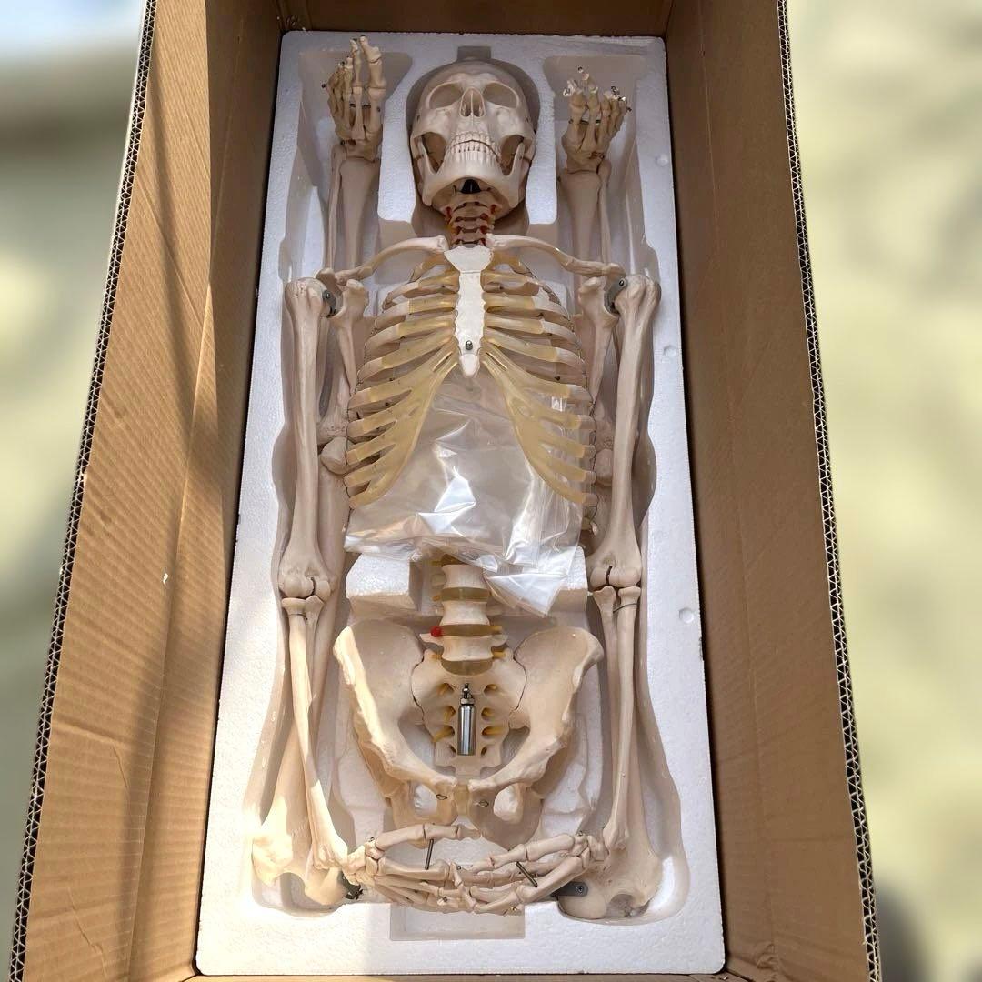 可動関節付き全身骨格模型 等身大約180cmキャスター付き