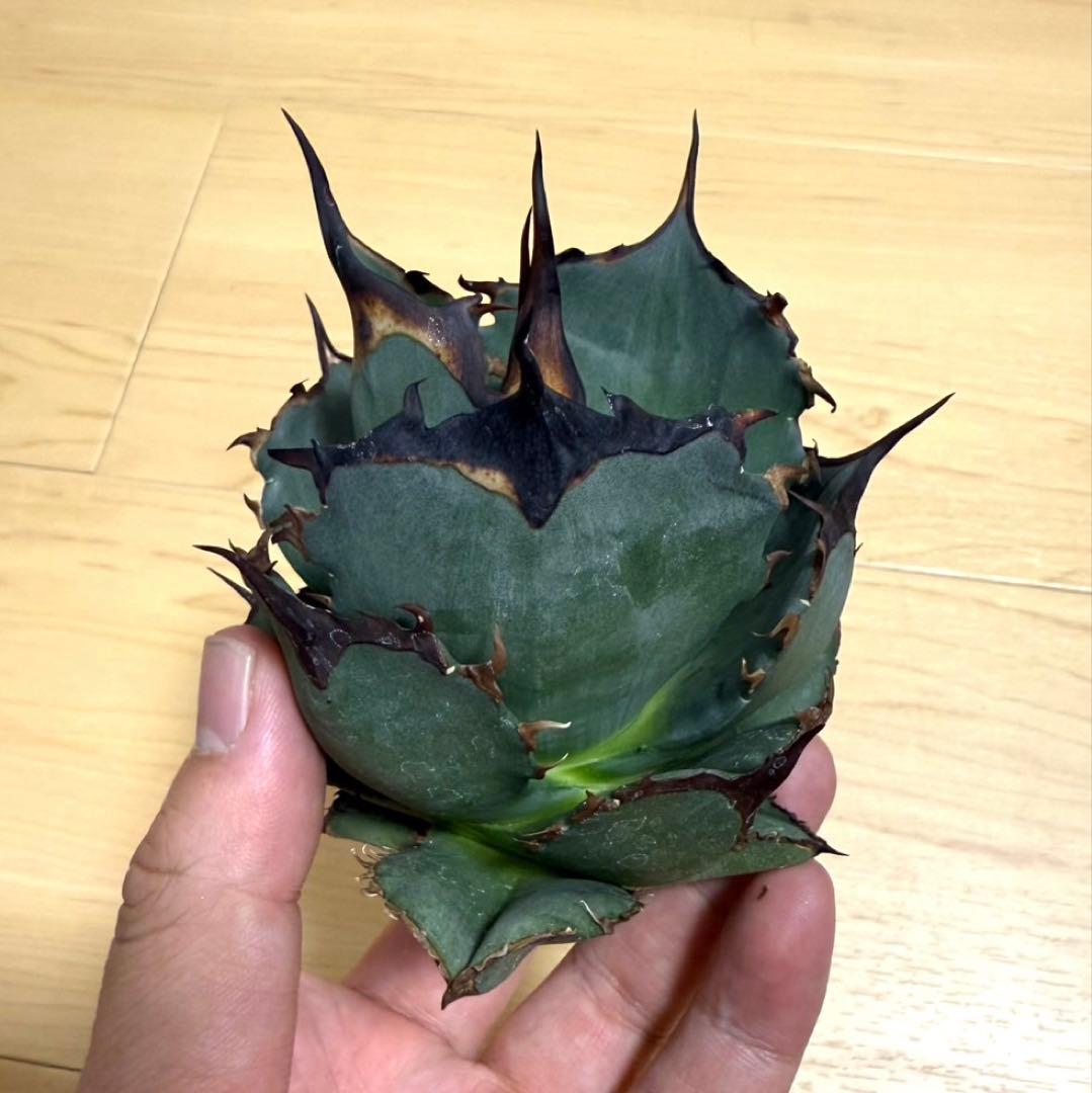 【メルカリ便】 アガベ　チタノタ　キングアーサー　子株　天芽