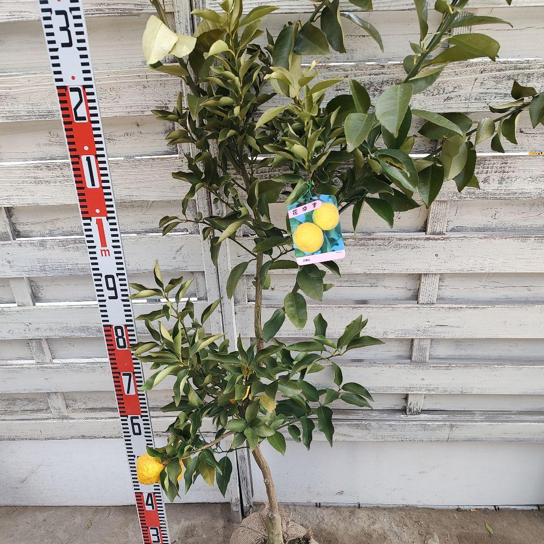 花柚子 3年生 大苗 実つき