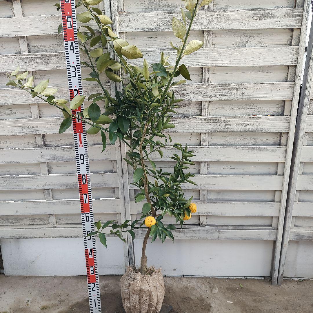 花柚子 3年生 大苗 実つき