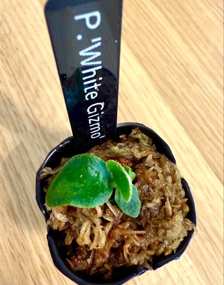 ビカクシダ　セット 金童　OMG　ホワイトギズモ　リドレイドワーフ