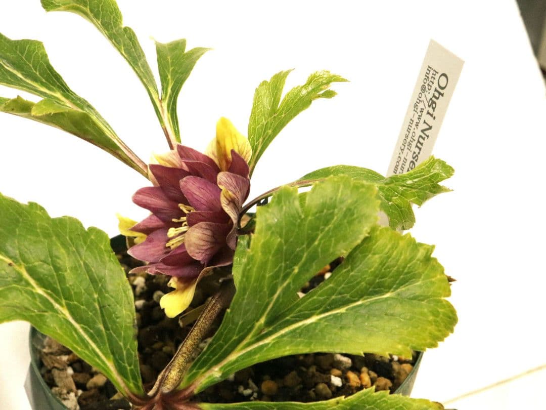 クリスマスローズ開花株　大木ナーセリー　イリュージョン交配