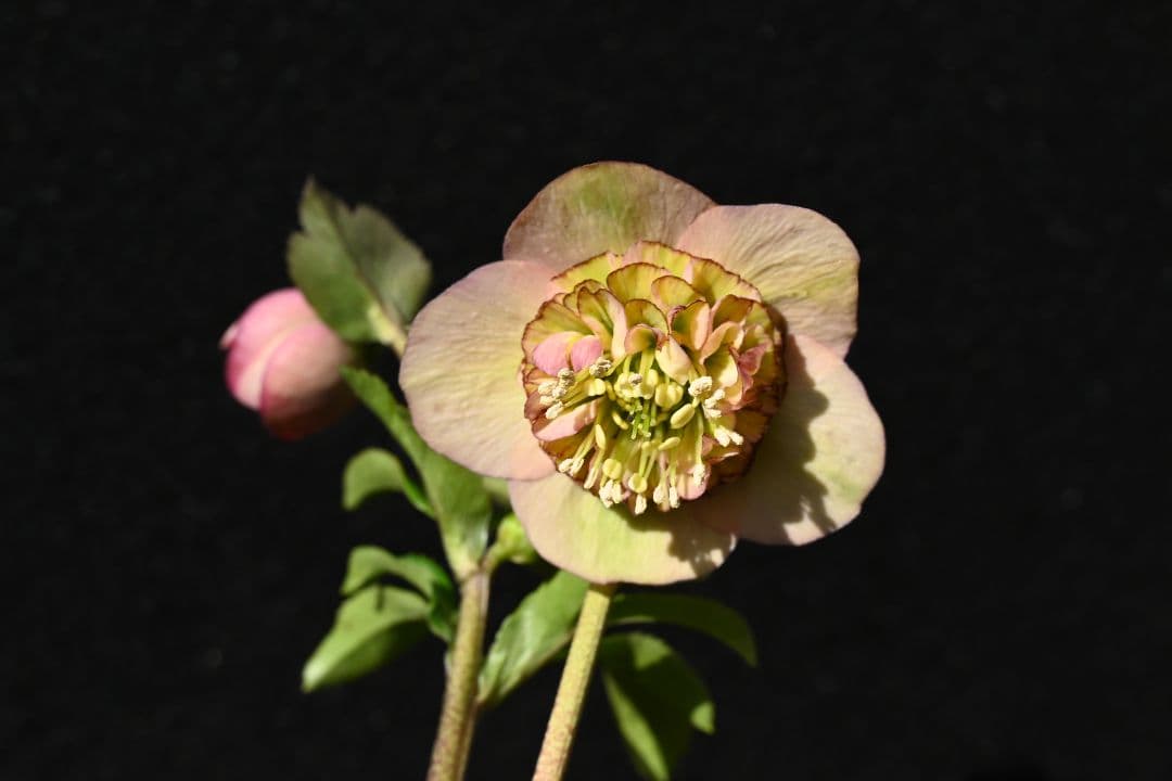 クリスマスローズ　認定小輪アンティークモーリー　加藤農園