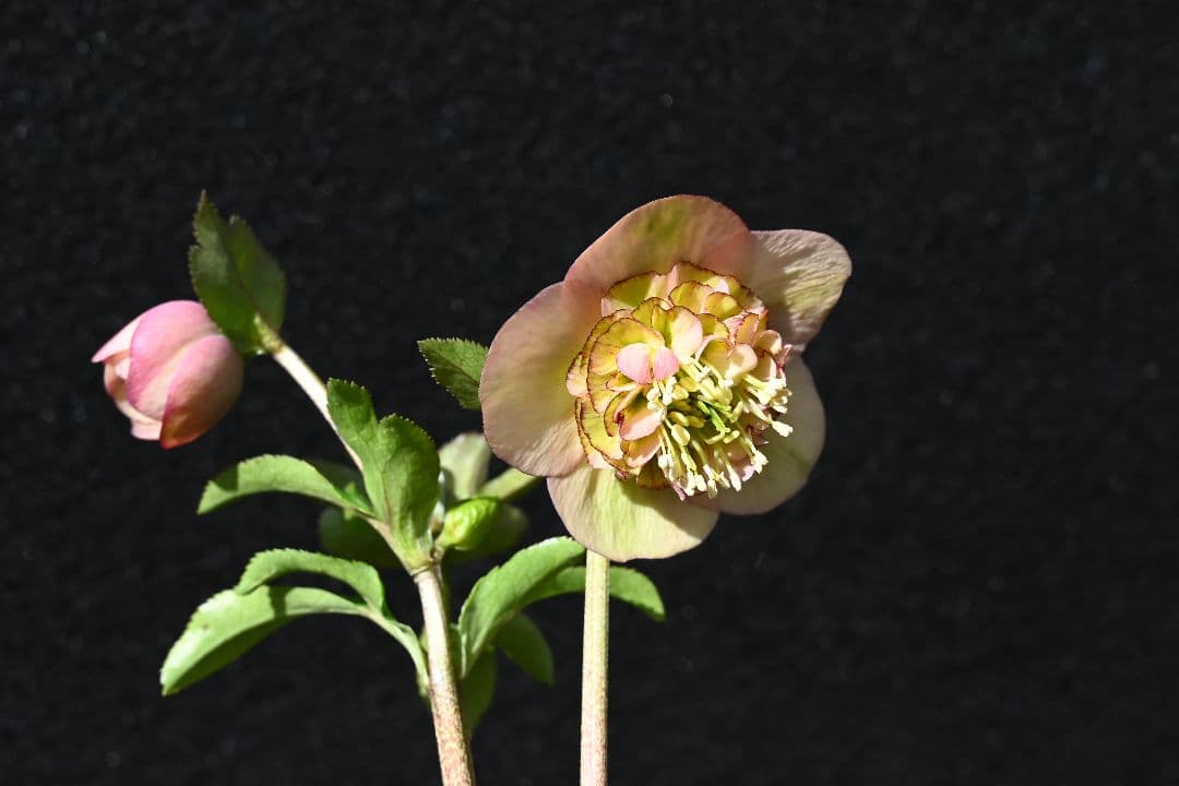 クリスマスローズ　認定小輪アンティークモーリー　加藤農園