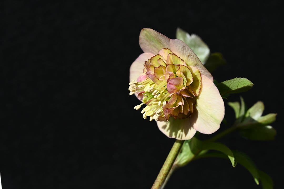 クリスマスローズ　認定小輪アンティークモーリー　加藤農園