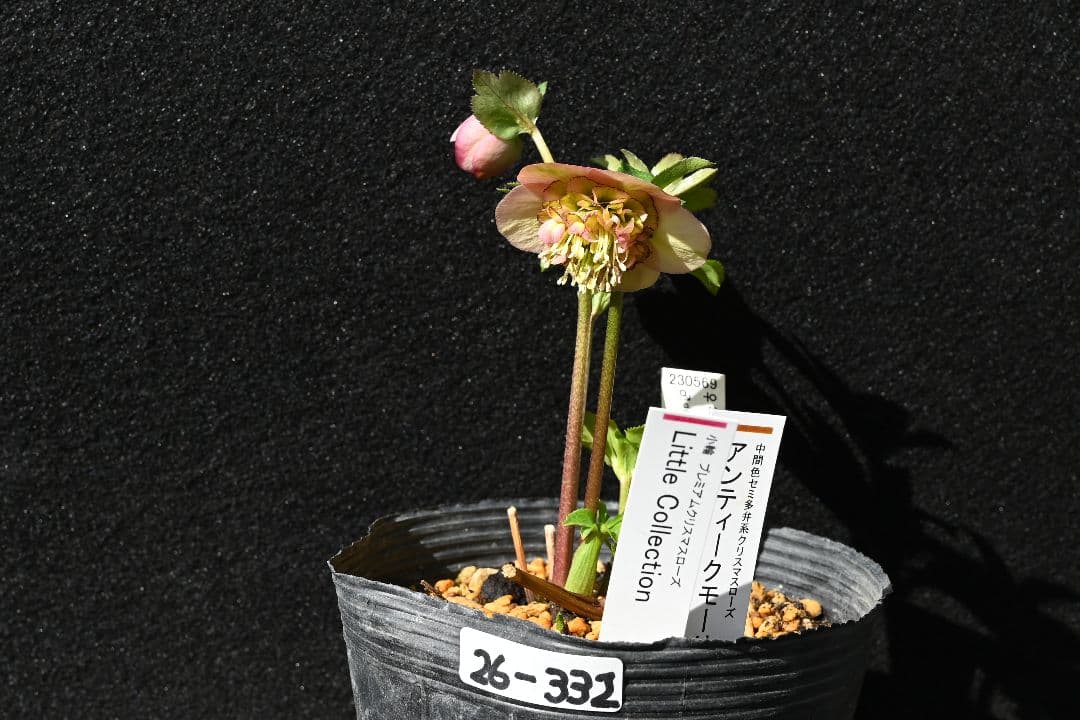 クリスマスローズ　認定小輪アンティークモーリー　加藤農園