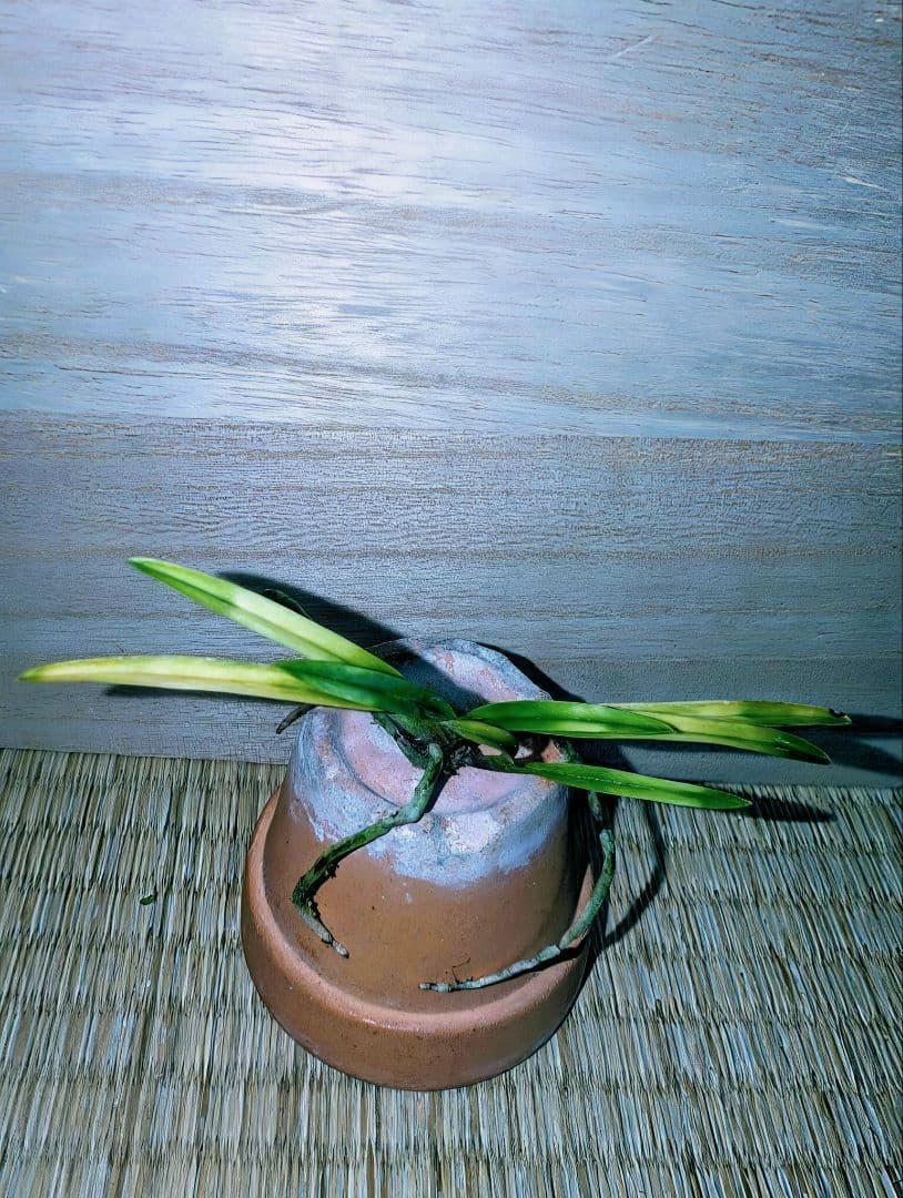 [年末大感謝祭東京土産編激安!!]富貴蘭　霧雲