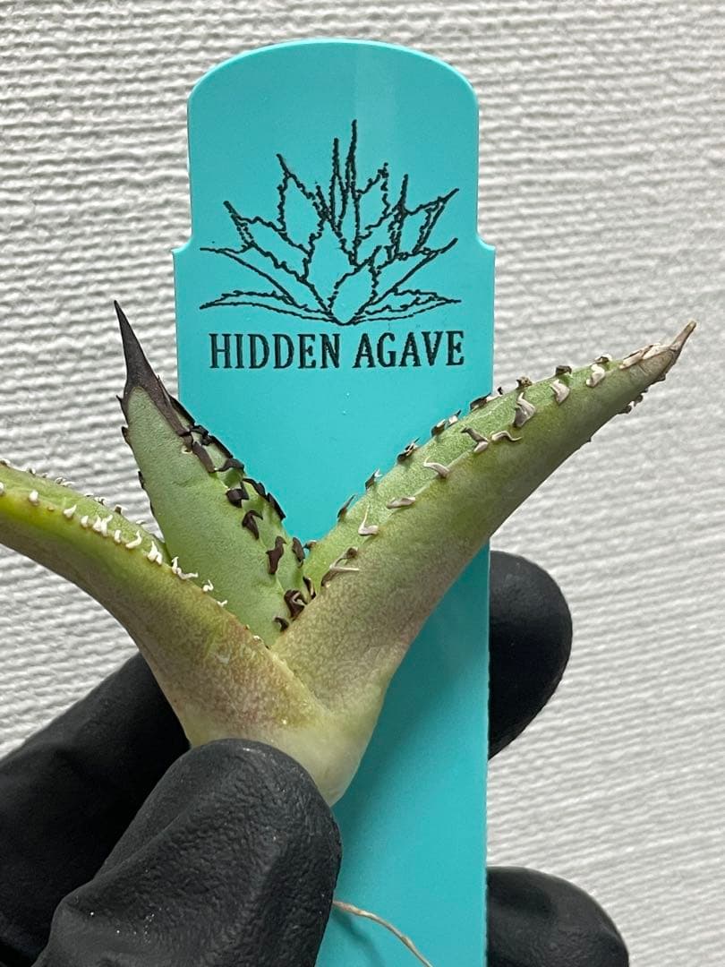 ジェレミー産Hidden Agaveアガベ ホワイトファング&クリープ